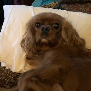 Meet your Posher, Sherry